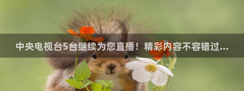河豚免费nba在线直播